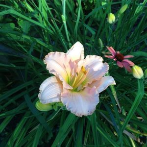 Meet your Posher, Sylvia